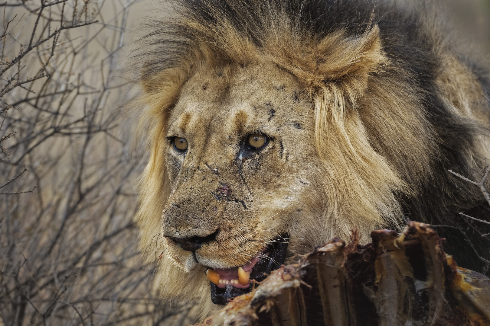 -Willem Kruger Lion king kill