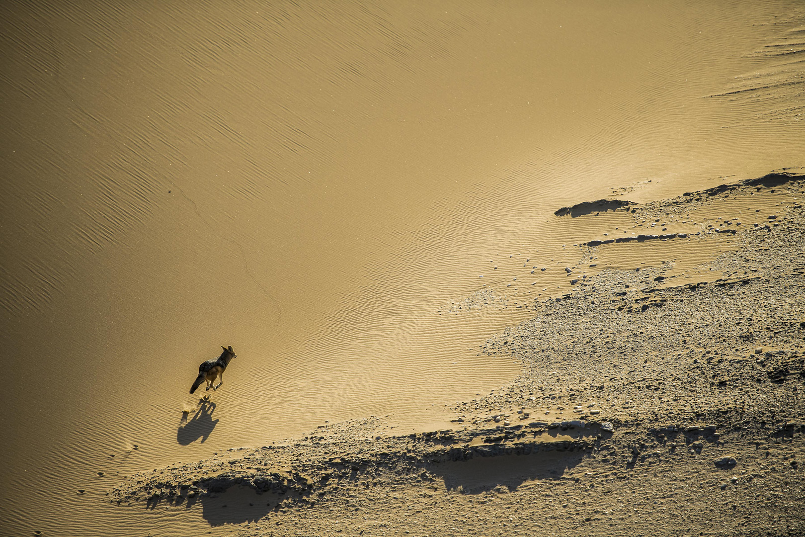 Dewald Tromp Desolate run