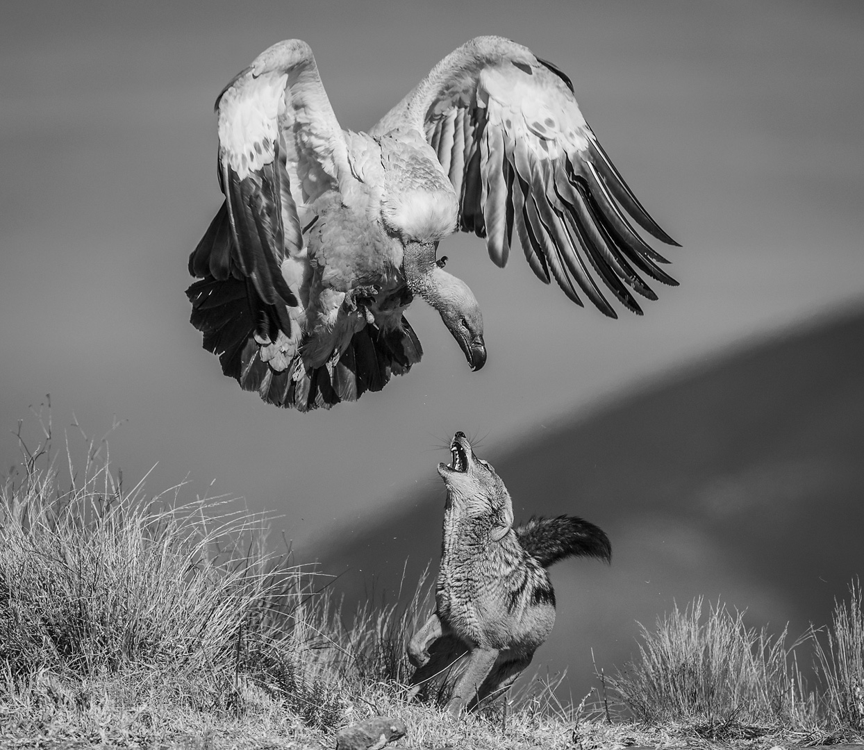 Dewald Tromp Enemies