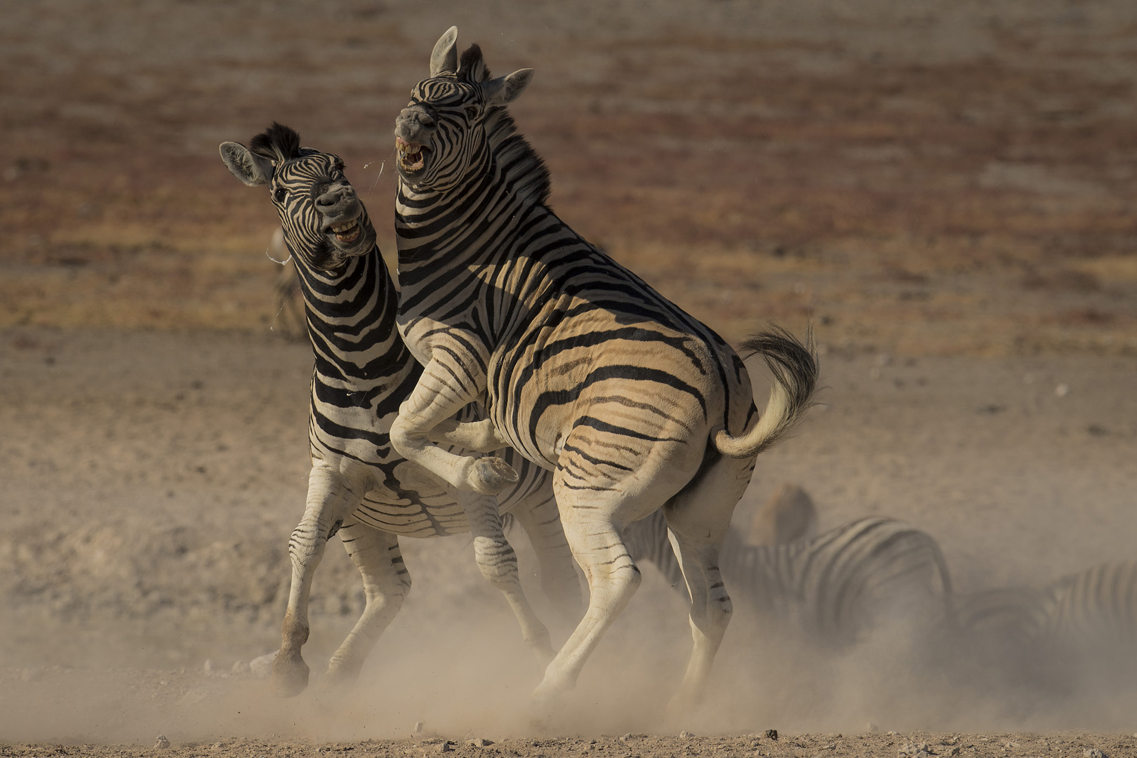 Dewald Tromp Stallion fight