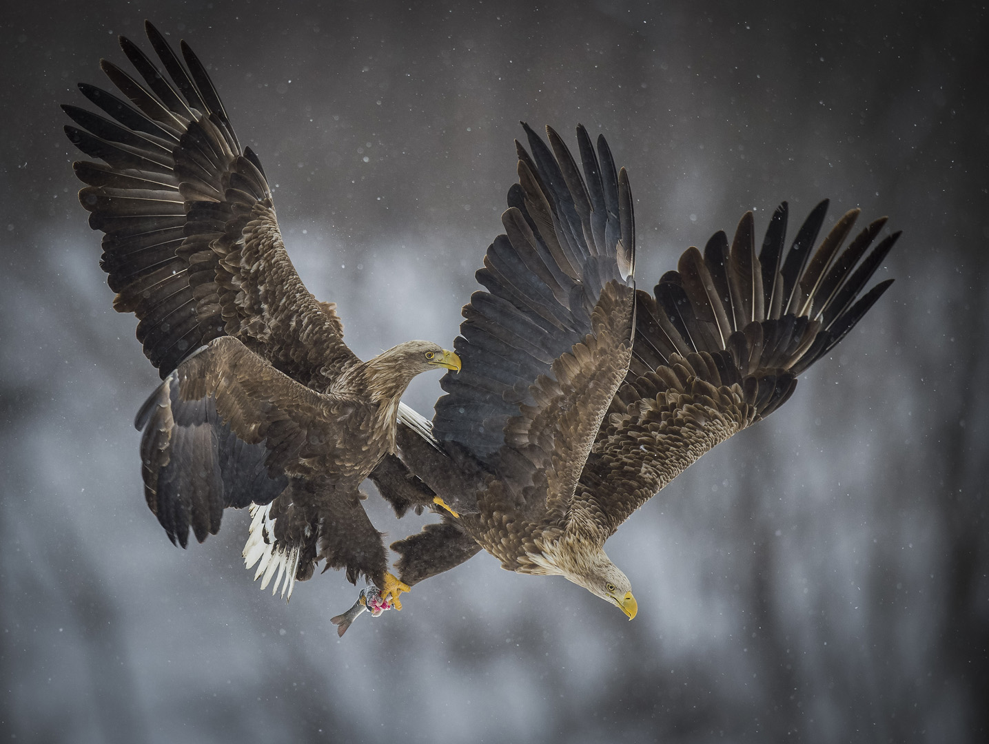 Dewald Tromp White tailed eagles