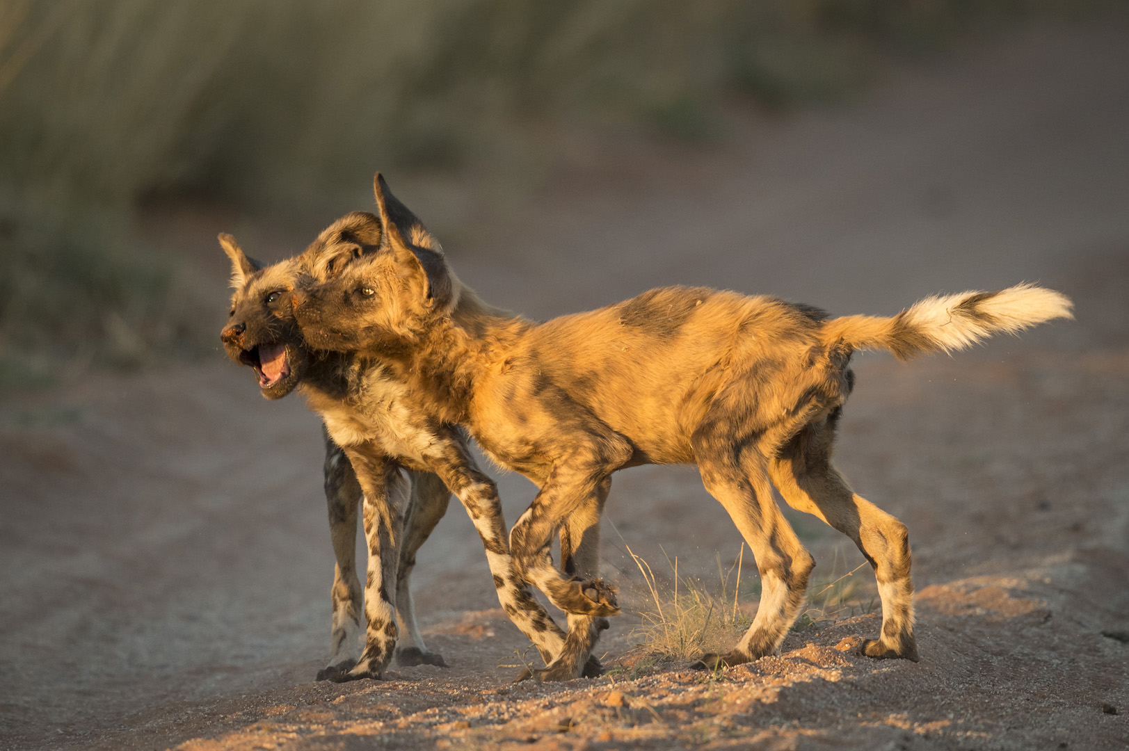 Dewald Tromp Wild dog pups