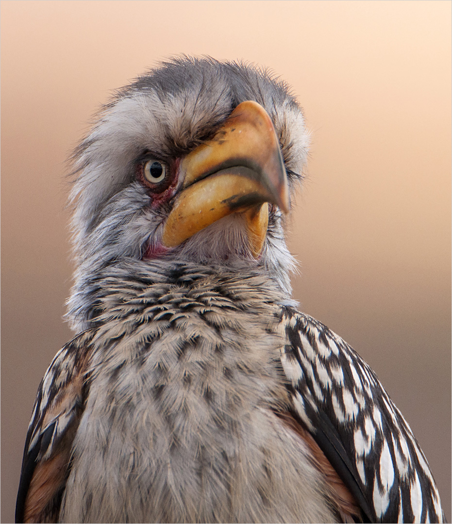 Peter Hardcastle Hornbill Glare