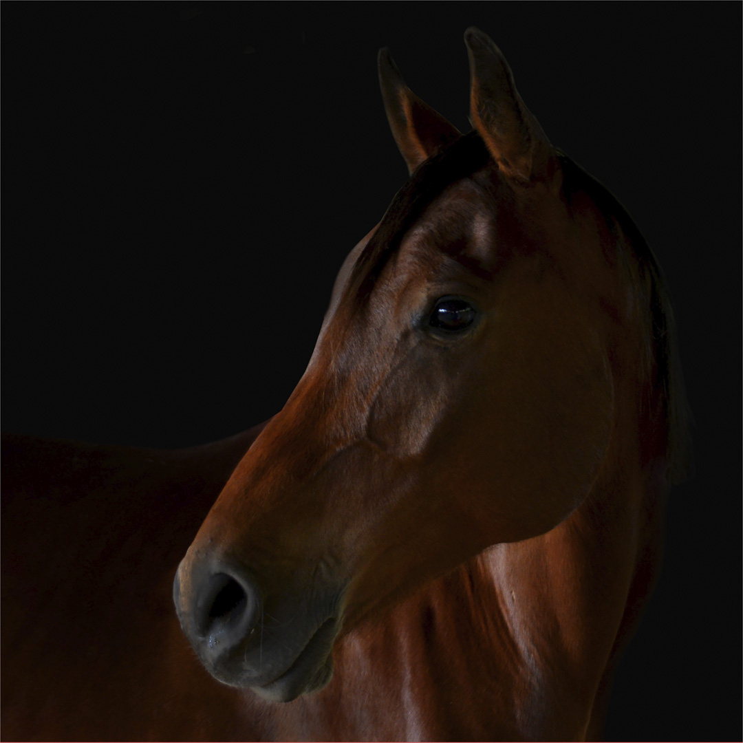 Peter Hardcastle Master Russel