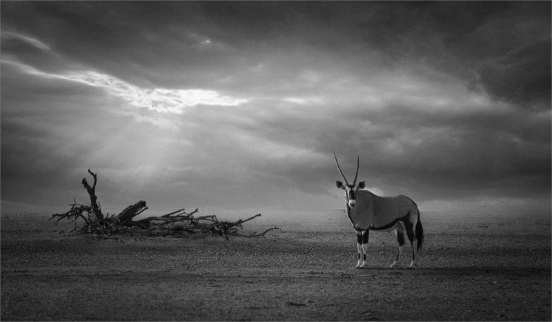 Bosveld FK Medal - Open Mono - Alone In This Vast Wilderness -  Simon Fletcher - Rustenburg