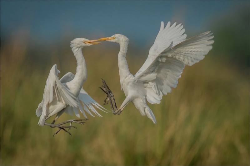 Bosveld FK Medal - Wildlife Birds - Egret scuffle -  Dewald Tromp - Midlens