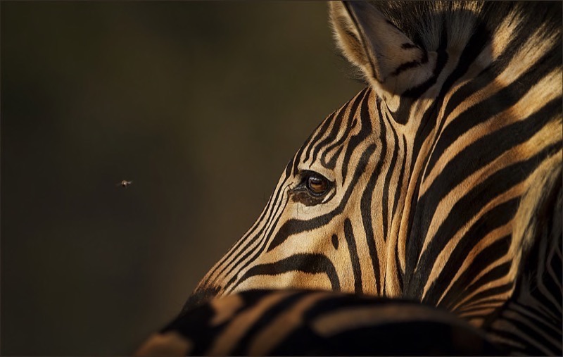 Bosveld FK Medal - Wildlife Excl Birds  - Fly away little bee - Dries Fourie- Vereeniging