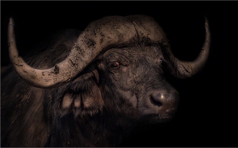 PSSA Silver Medal - Open Colour - Dagga Bull - Tania Cholwich - AFO