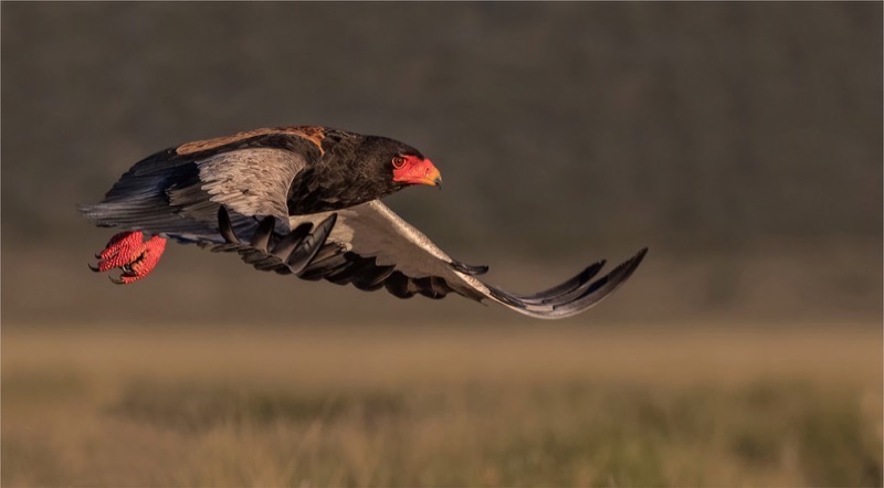 PSSA Silver Medal - Wildlife Birds - Berghaan 6 ktp 18 - Michiel Duvenhage - Bloemfontein