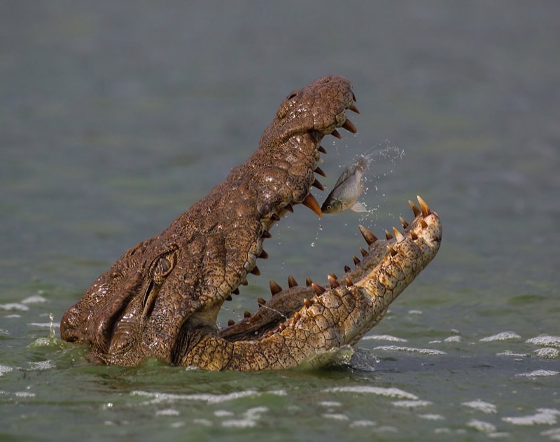 PSSA Silver Medal - Wildlife Excl Birds - Snack n -  Roeloff Jansen van Vuuren