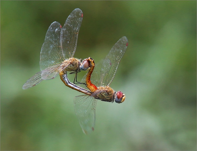 PSSA Silver Medal - Wildlife - Colour - Mating dragonflies - Johann  Harmse - Edenvale Photographic Club