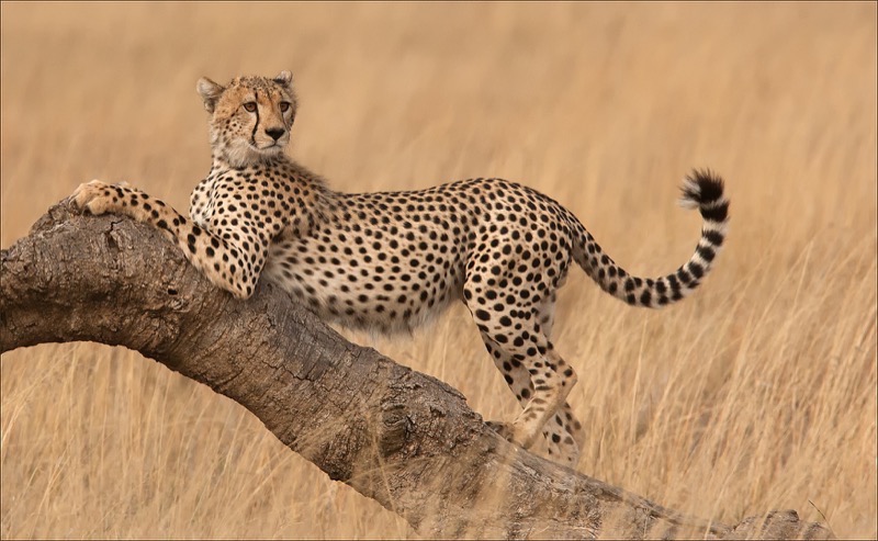 PSSA Silver Medal - Nature Excluding scapes - Lekker Strek - Thinus van Schalkwyk - Ermelo Foto Klub