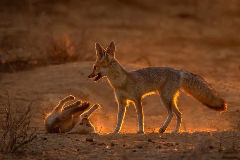 PSSA Silver Medal - Prints Colour and Monochrome - Playful Cape Fox Baby - Gonnie Myburgh - National Photographic Club