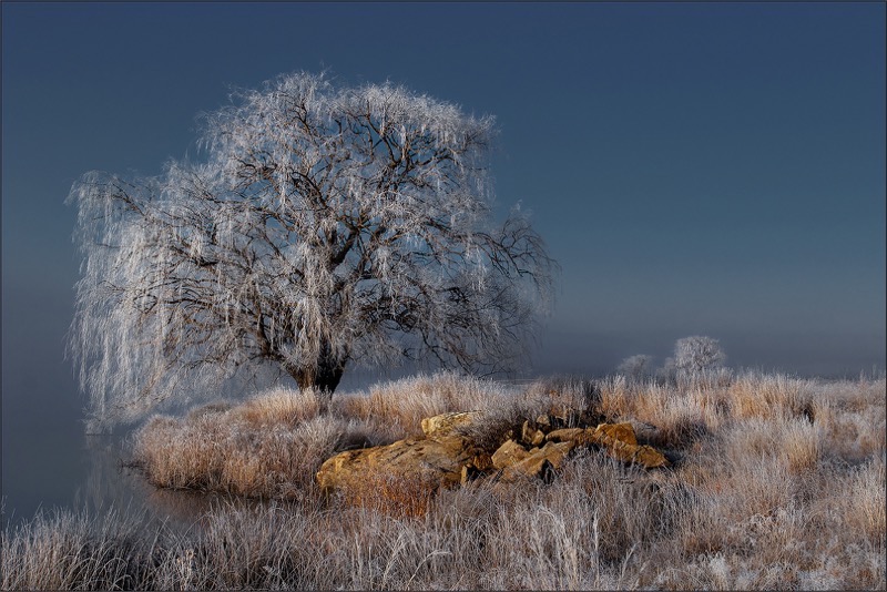 PSSA Silver Medal - Scapes - Frosty willow - Johan Drotsky - Bethal Fotografie Klub