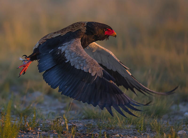 VFV Silver Medal - Nature excl scapes - Bateleur at dusk 0918 - Hennie Niemand - AFO