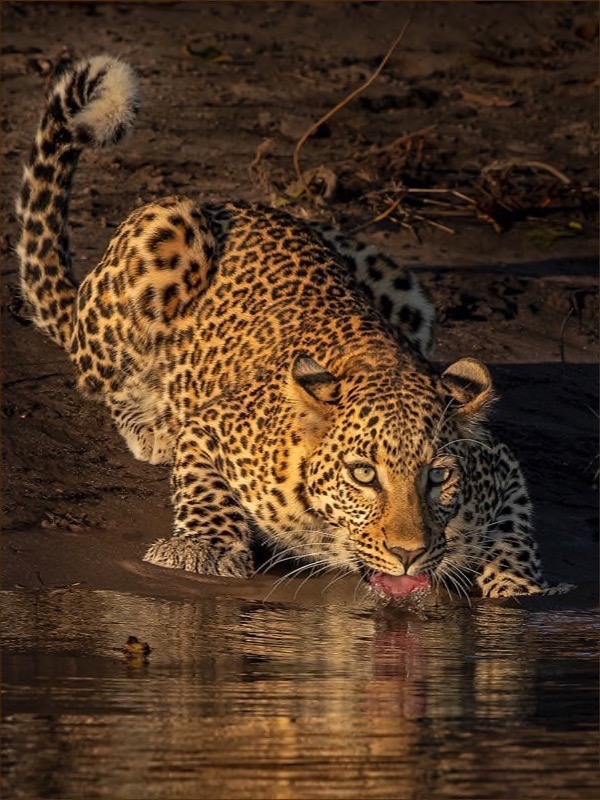 VFV Silver Medal - Prints Colour and Monochrome - Sunrise Drink - Gonnie Myburgh - National Photographic Club