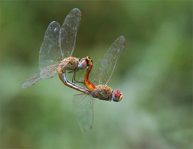 PSSA Bronze Medal - Wildlife Colour - Mating dragonflies - Johann Harmse - Edenvale