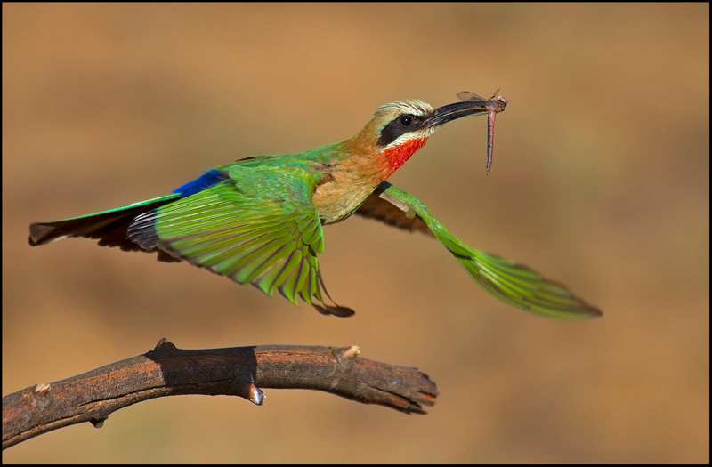 PSSA Silver Medal - Open Colour - Hungry Bee-eater - Roelf Ackerman - Bethal