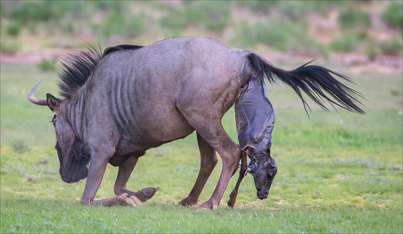 PSSA Silver Medal - Wildlife Colour - Blouwildebees gee Geboorte - Rosa van Schalkwyk - Ermelo