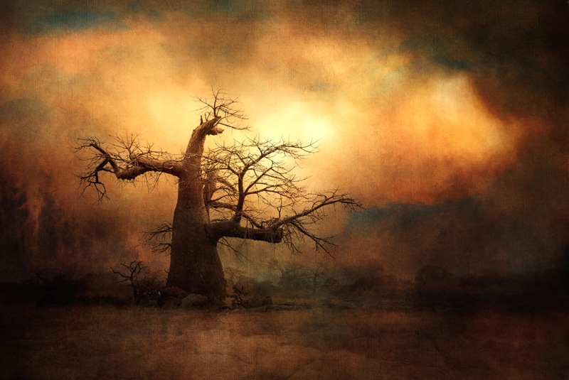PSSA Silver-Scapes-The mighty Baobab-Charlaine Gerber-Photo Challenge Photography Club