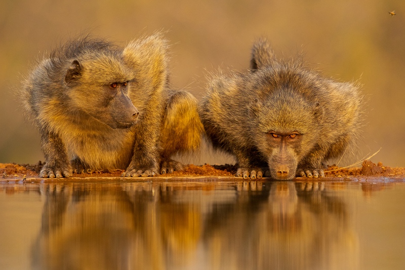 PSSA Silver-Wildlife-Uneasy-Roelof Groesbeek-Pretoria Photographic Society