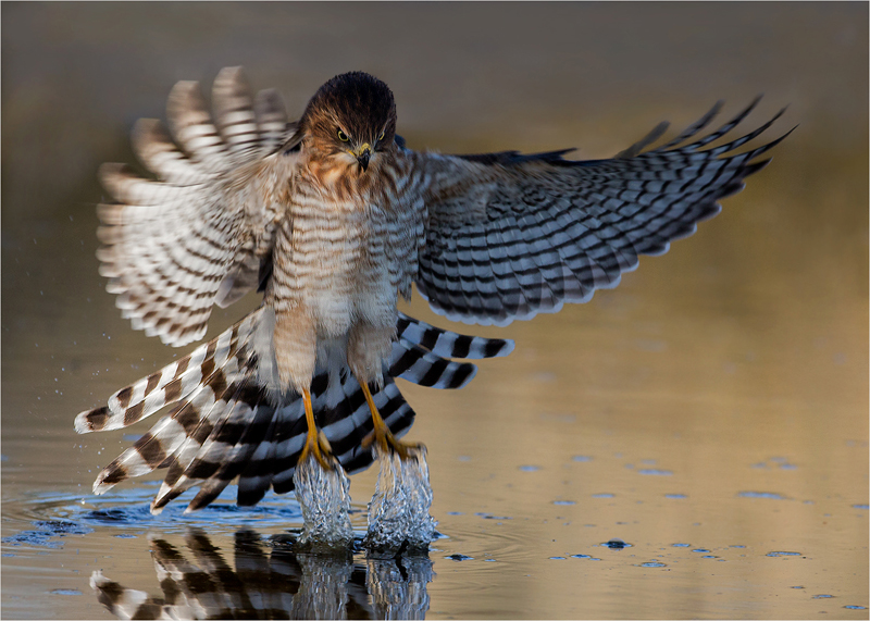 TAF Medal-Open Colour-Gabar goshawk water departure-Andre Ligthelm-AFO Photography Club