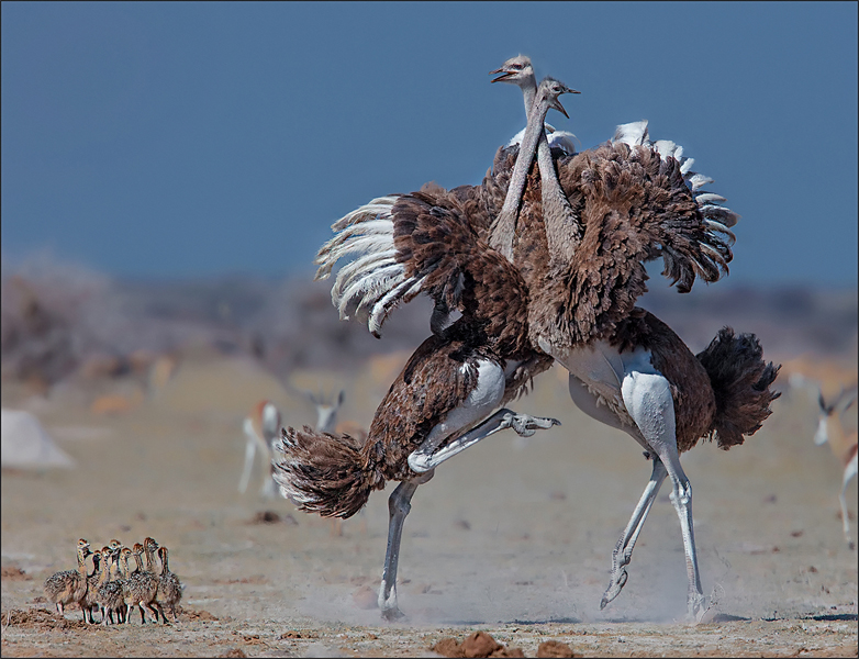 TAF Medal-Wild Birds-The protector-Jannes Drotsky-Bethal Fotografie Klub