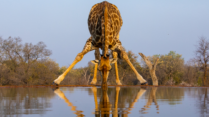 TAF Medal-Wildlife-Long reach-Roelof Groesbeek-Pretoria Photographic Society