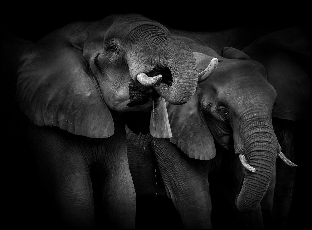 5th PSSA National Salon PSSA Bronze Medal Nature Monochrome Mighty Giants Tania Cholwich AFO Photography Club