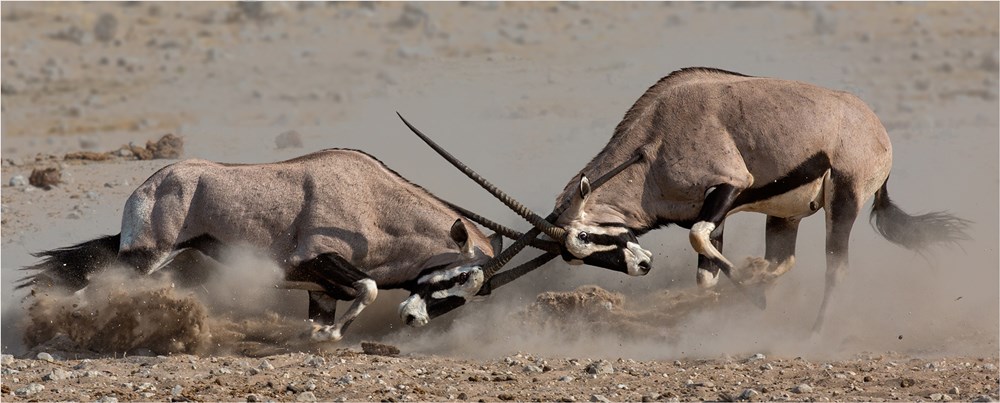 5th PSSA National Salon PSSA Silver Medal Nature Colour Oryx Fight Annette Ligthelm AFO Photography Club