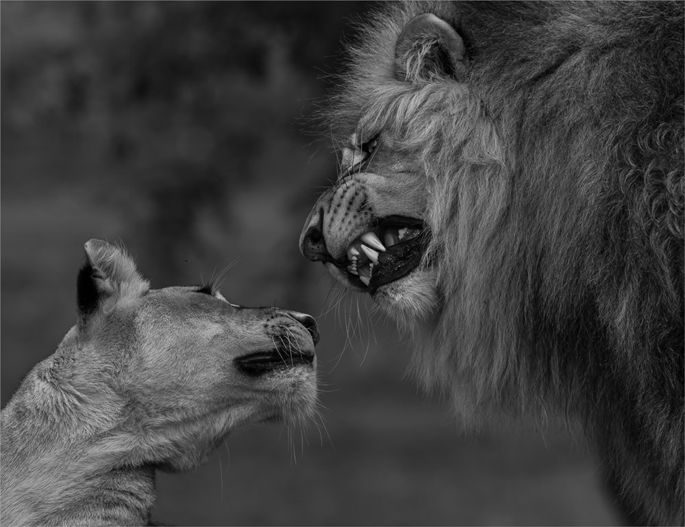 5th PSSA National Salon PSSA Silver Medal Nature Monochrome Yes Darling Annemarie du Plessis Pietersburg Fotografie Klub