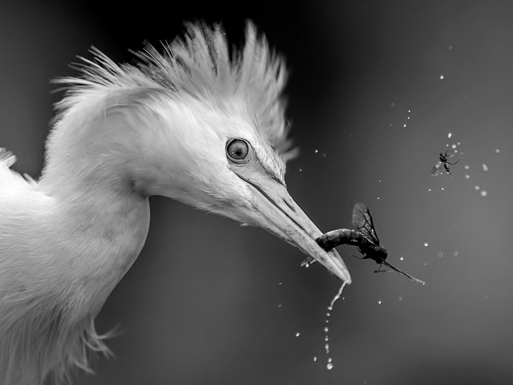 EFK Silver-Open Mono-Egrit with insects mono-Kathy Kay-Hibiscus Coast PC