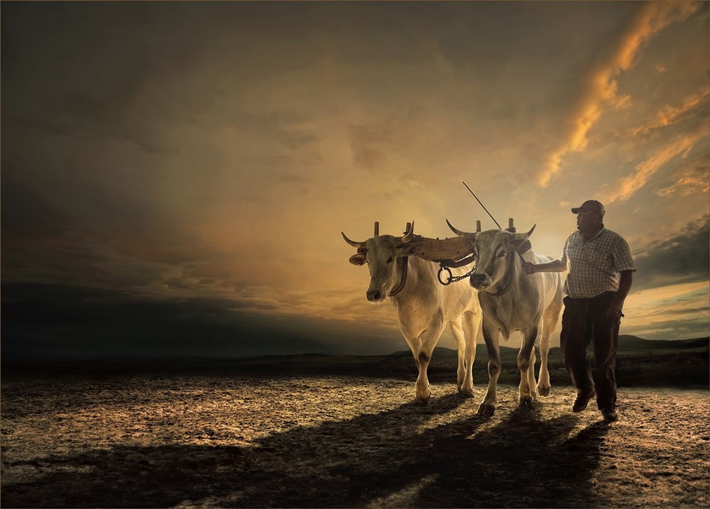 Alberton Medal-Open Colour-The life of a Farmer-Dries Fourie-Vereeniging PS