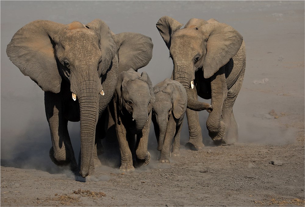 PECC Silver - Nature Colour - Elephant Protection - Andre Ligthelm - AFO Photography Club