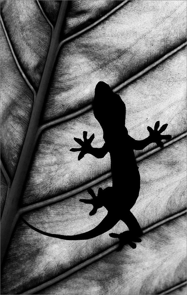 PECC Silver - Nature Monochrome - Lizzard silhouette - Peter van der Horst - Krugersdorp Camera Club