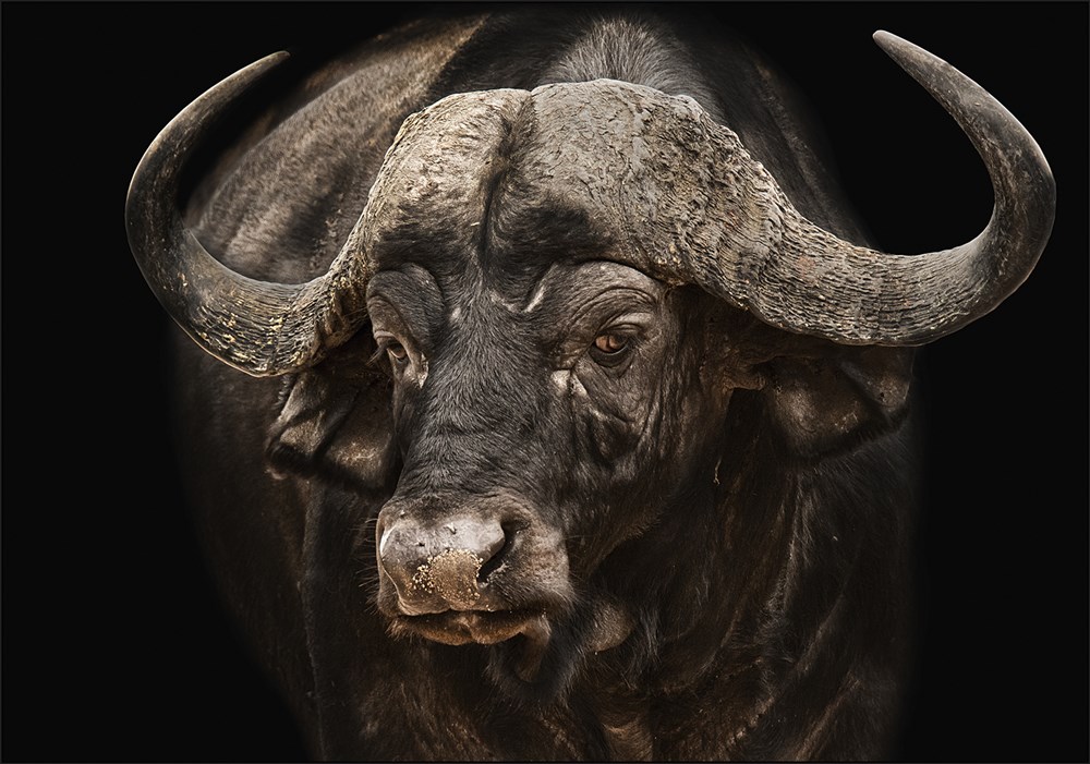 PECC Silver - Open Colour - Our big 5 warrior - Alet Visagie - Bethal Fotografie Klub