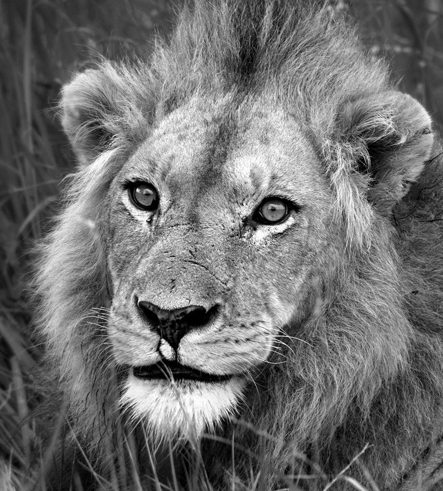 PECC Silver PE - Nature Monochrome - Kruger Lion (N) Rehash - Mayra Dold - Port Elizabeth Camera Club