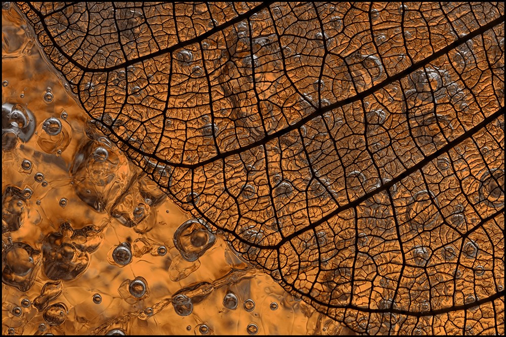 PECC Silver PE - Open Colour - Liquid leaf - Julia Mukheibir - Port Elizabeth Camera Club