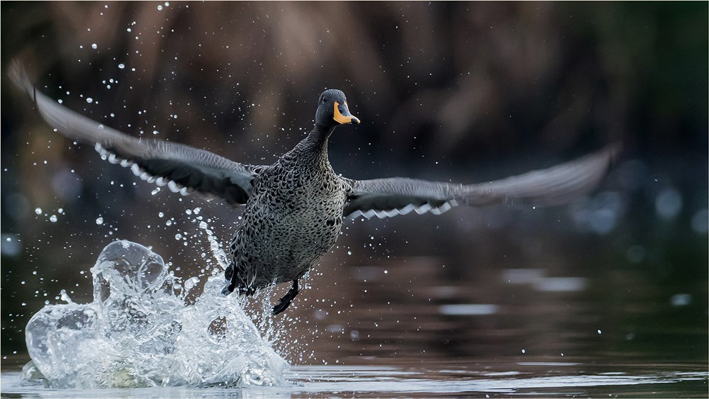 PSSA Silver - Nature Colour - Yellowbilled teal take-off - Pierre Jordaan - Sasol Highveld Photography Club