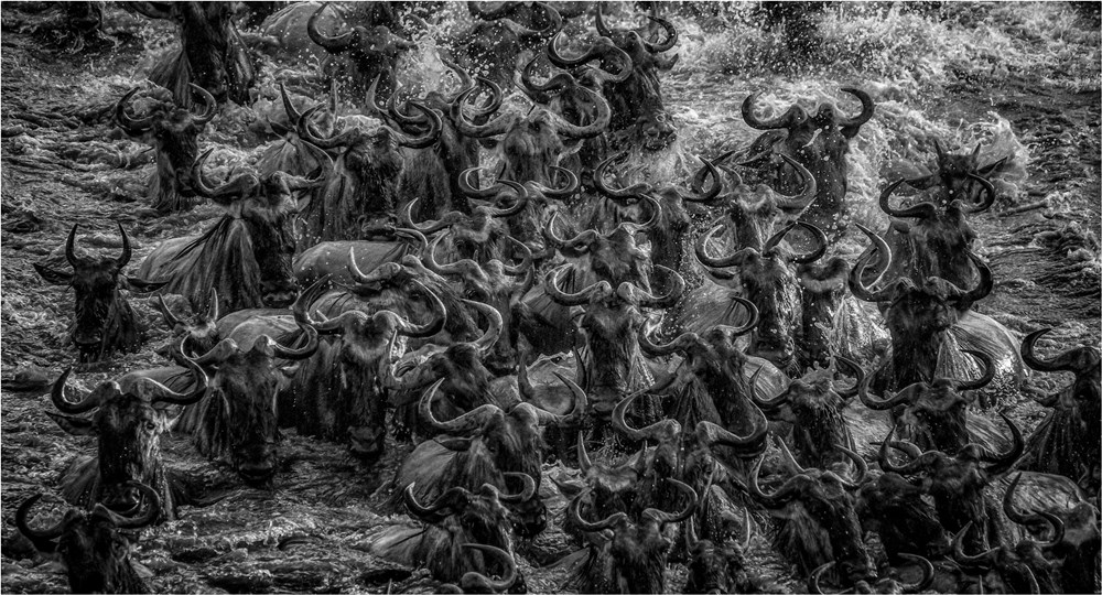 PSSA Silver - Nature Monochrome - Horns - Tania Cholwich - AFO Photography Club