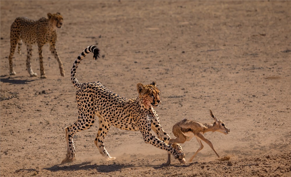 FIAP Gold medal-Nature colour-In the Claws of Death 9775 HD-Tokkie Labuschagne-Magalies Foto Fun Club