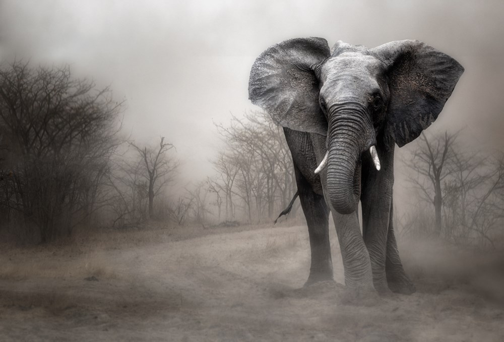 PSSA Silver Medal-PDI Creative Nature-The big one Charlaine Gerber-VSS