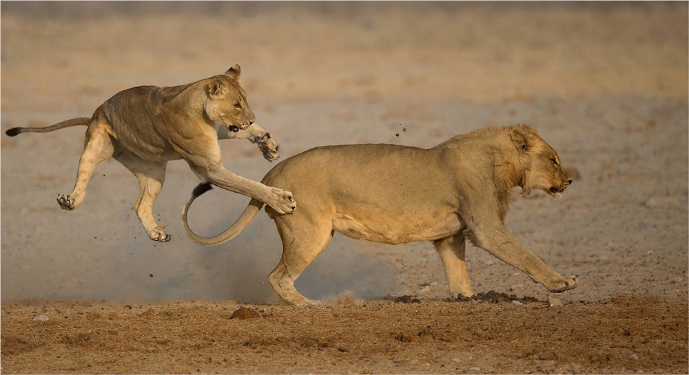 PSSA Silver Medal-PDI Wildlife in Motion-Lions on the move-Andre Lighthelm-AFO