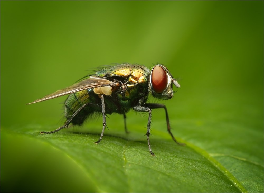 VSS Club Medal-PDI Creative Nature-Red eye fly a-Rensia Fourie-Vanderbijlpark Fotografie klub