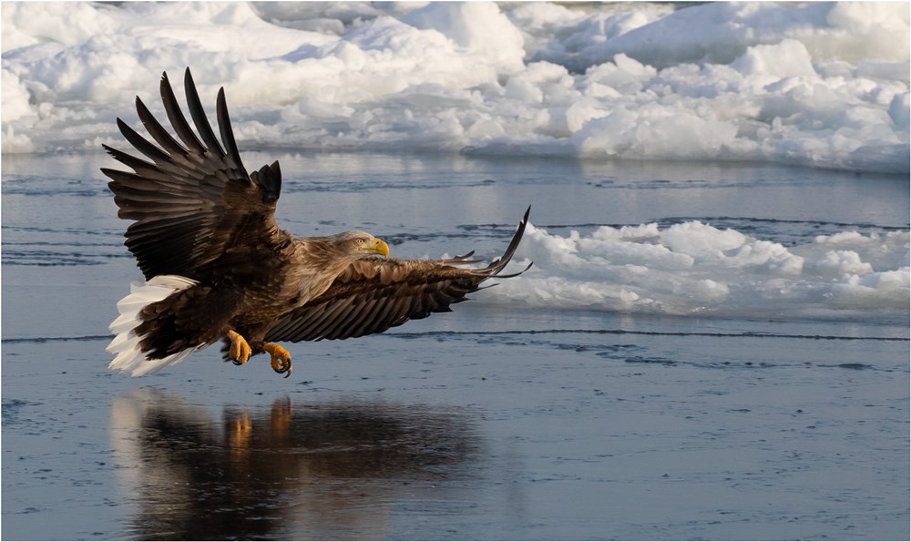 VSS Club Medal-PDI Wildlife in Motion-Heavenly Flight-Karyn Parisi-Fishoek Photographic Society