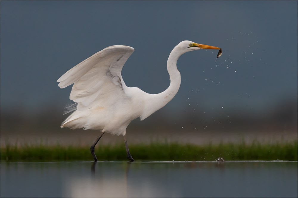 HCPS Silver Medal - Nature Birds Only - Renske Jordaan - Heron breakfast
