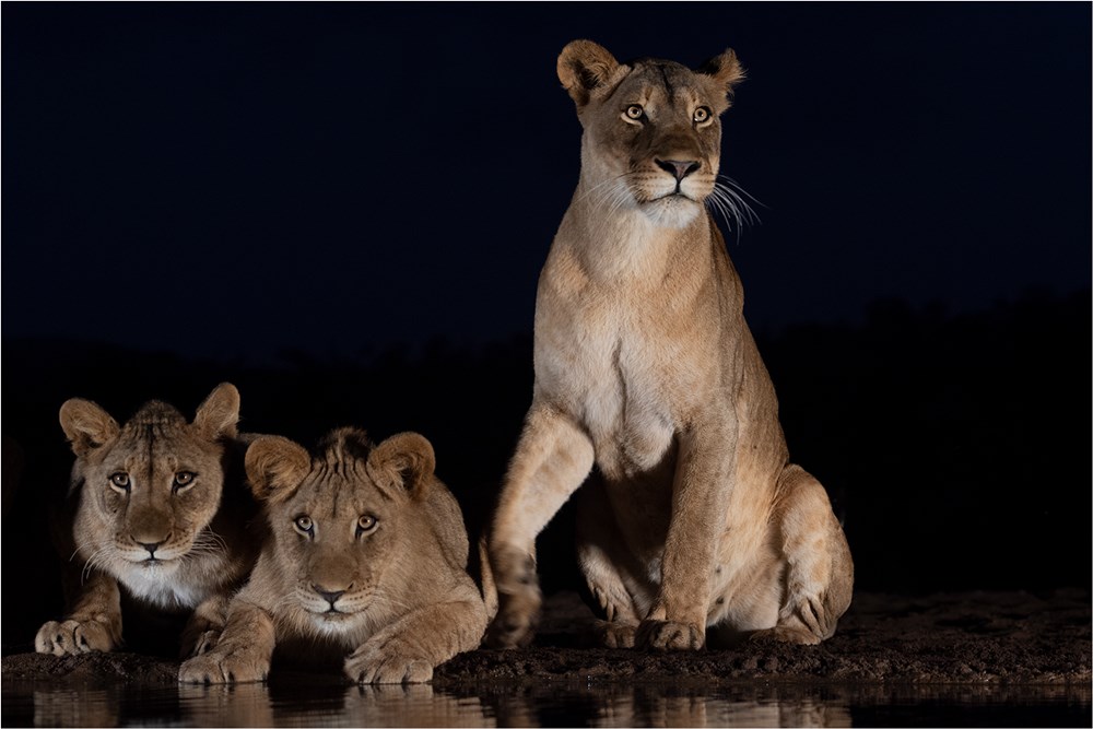HCPS Silver Medal - Nature excluding Birds and Scapes - Renske Jordaan - Watchfull while drinking