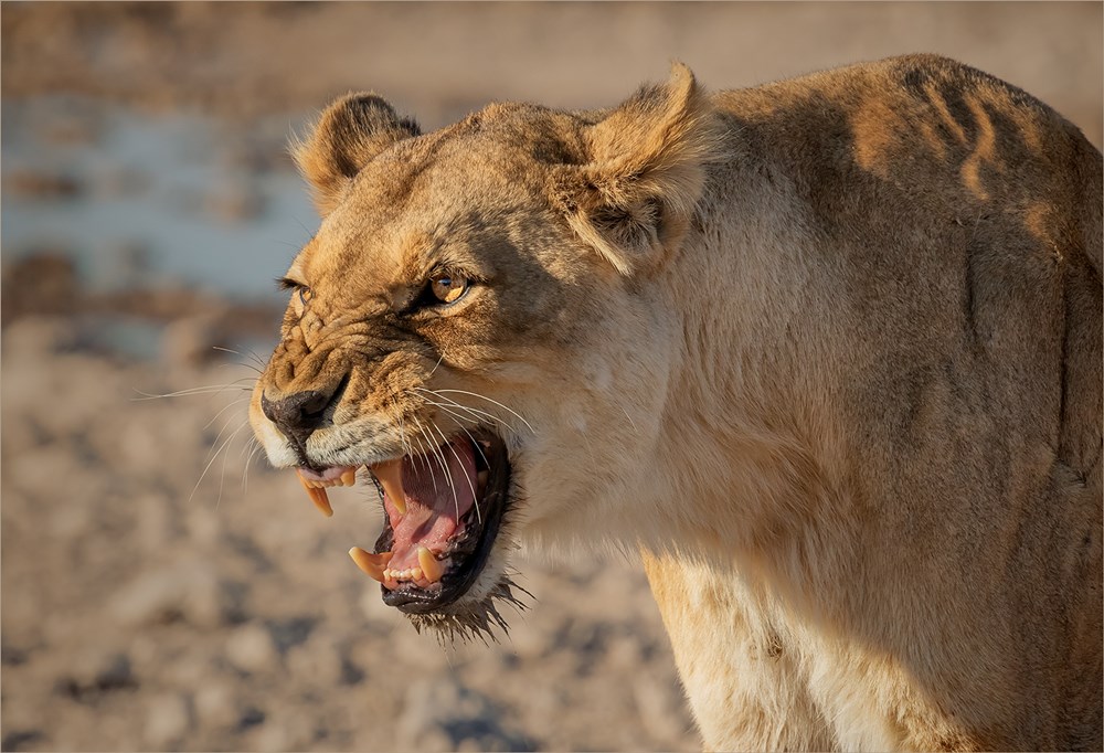 HCPS Silver Medal - Portraits Human and Animals - Tokkie Labuschagne - Annoyance 9400 HD