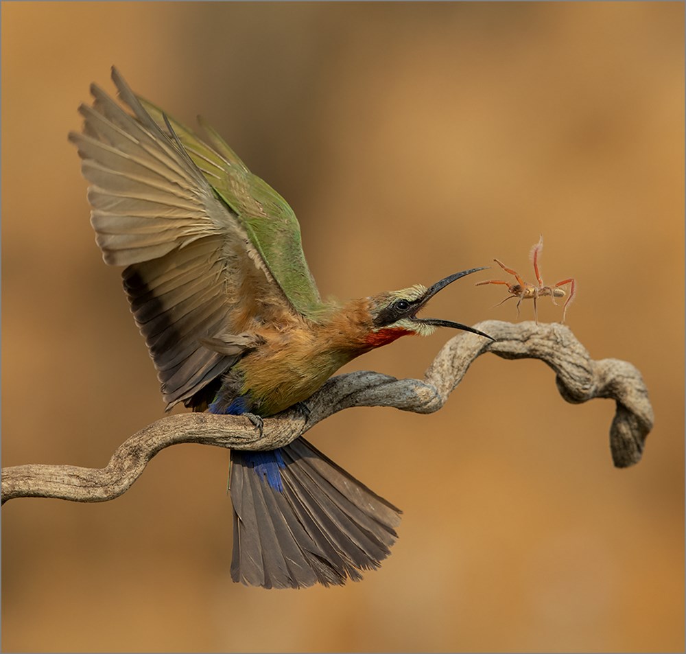 PSSA Silver Medal - Nature Birds Only - Stephan Opperman - Red Roman Fight