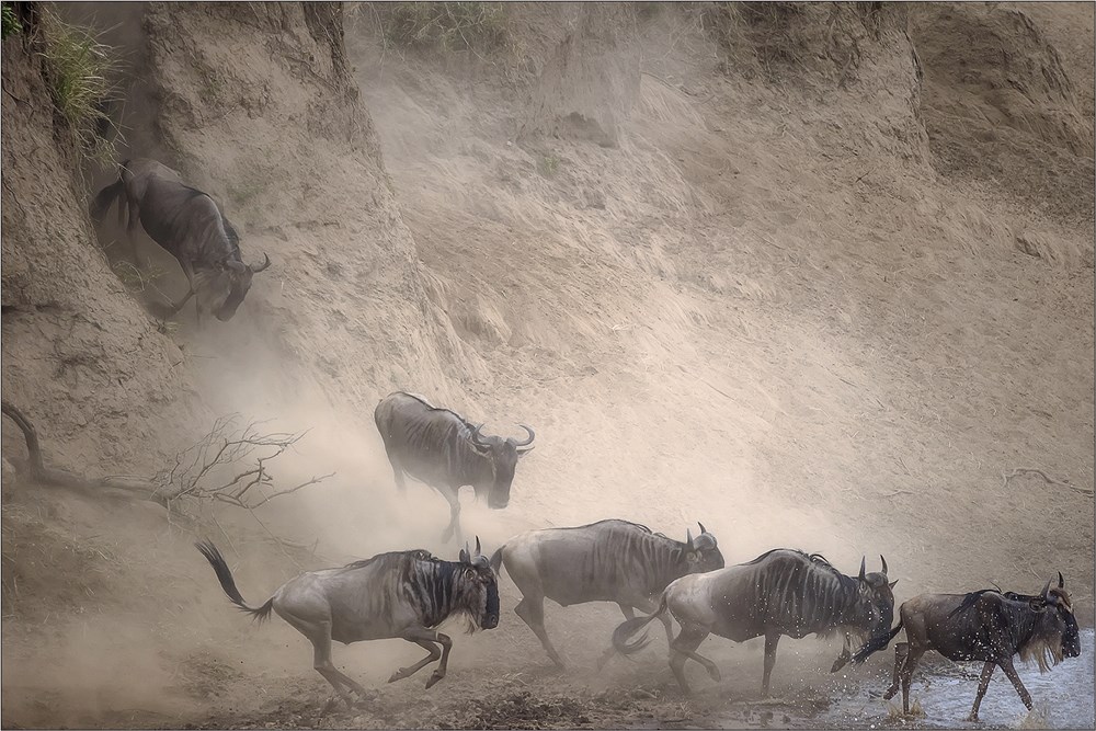 PSSA Silver Medal - Nature excluding Birds and Scapes - Treurnicht du Toit - Bewildered